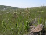 Bellevalia sarmatica. Цветущие растения в степи. Крым, окр. Коктебеля. 1 мая 2008 г.