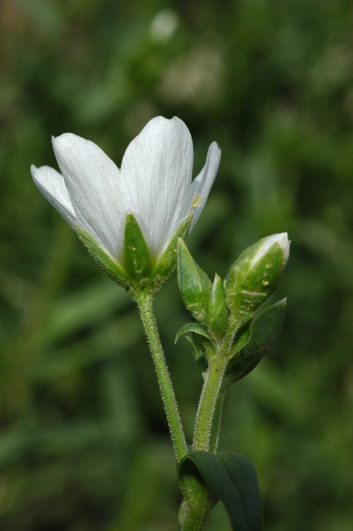 Image of Cerastium bungeanum specimen.