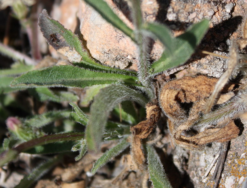 Изображение особи Campanula talievii.