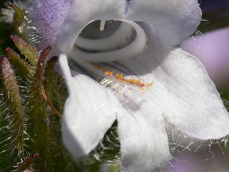 Изображение особи Pennellianthus frutescens.