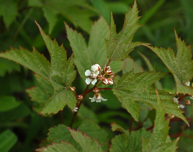 Изображение особи Rubus crataegifolius.