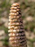 Image of taxon representative. Author is Сергей Майоров