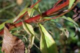 Solidago virgaurea. Побег. Новосибирская обл., Мошковский р-н, обрывистый берег р. Обь, луг. 11.09.2009.