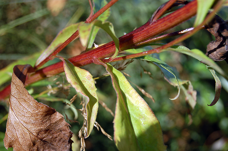 Image of Solidago virgaurea specimen.