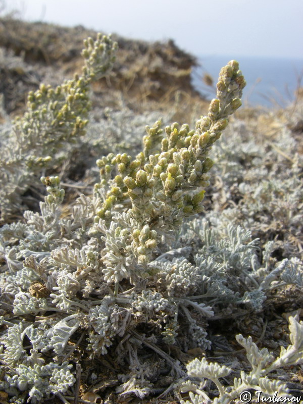 Image of Artemisia lercheana specimen.