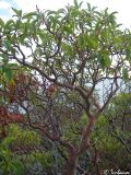 Arbutus andrachne