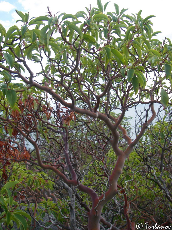 Image of Arbutus andrachne specimen.