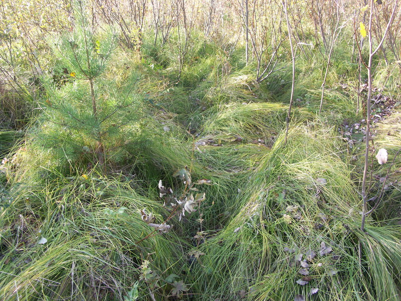 Изображение особи Carex brizoides.