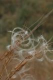 Stipa caucasica