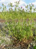 Cirsium vulgare. Цветущее растение на железнодорожной насыпи. Томск, 10.08.2009.