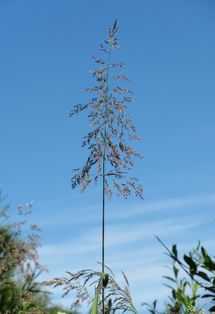 Изображение особи Calamagrostis langsdorffii.