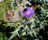 Cirsium pugnax. Верхушка цветущего растения. Адыгея, плато Лаго-Наки. 17.09.2015.