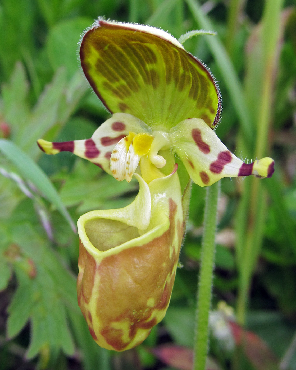 Изображение особи Cypripedium yatabeanum.