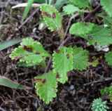 Teucrium chamaedrys