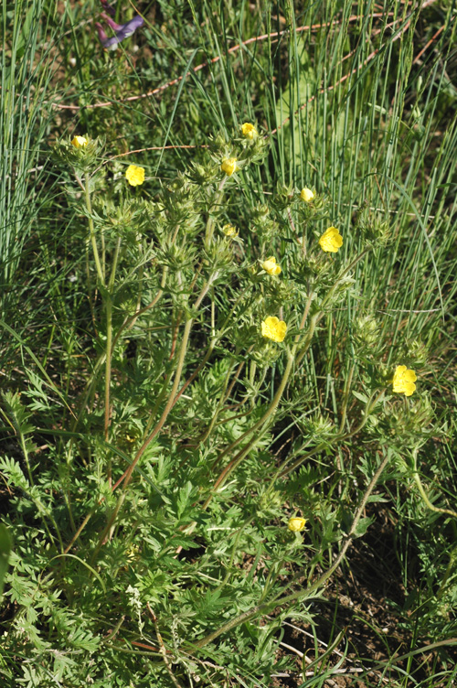 Image of Potentilla soongorica specimen.