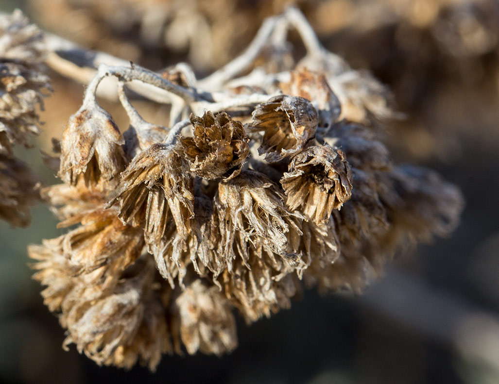 Image of Helichrysum italicum specimen.