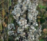 Solidago virgaurea. Соплодия. Московская обл., Раменский р-н, окр. ж.-д. платформы Хрипань, просека под ЛЭП. 29.09.2015.