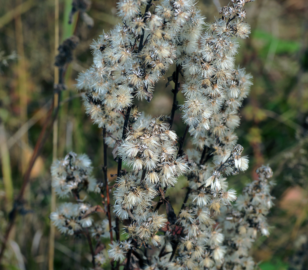 Image of Solidago virgaurea specimen.