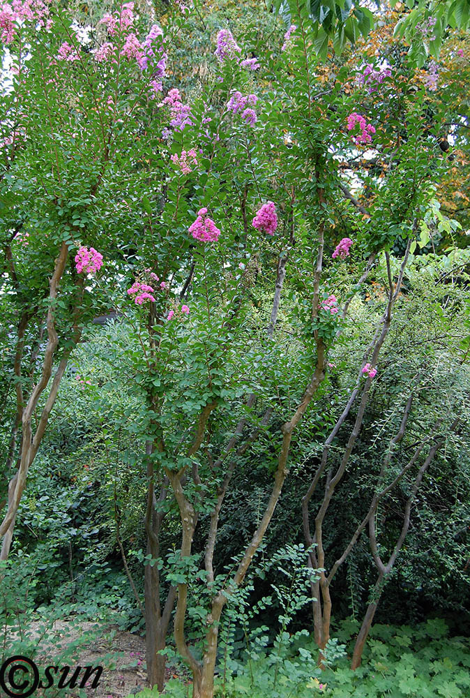 Изображение особи Lagerstroemia indica.