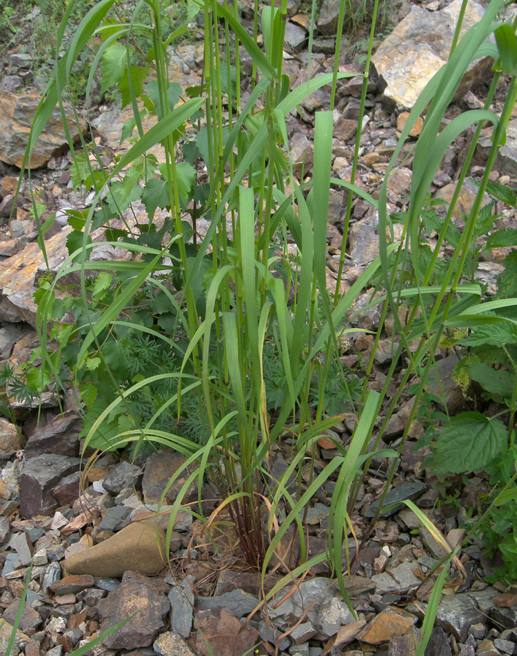 Image of Arrhenatherum elatius specimen.