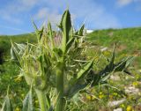 Cirsium pugnax. Верхушка побега с раскрывающимся соцветием. Республика Адыгея, Кавказский биосферный заповедник, склон горы Абадзеш, ≈ 2100 м н.у.м., субальпийский луг. 28.06.2015.