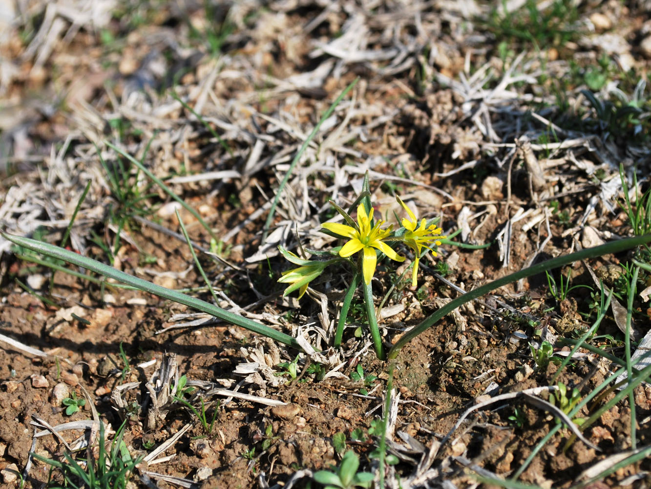 Изображение особи Gagea capusii.