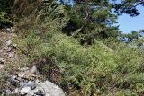 Artemisia gmelinii. Растение на слабо закреплённой каменистой осыпи. Алтай, окр. пос. Манжерок, склон горы Черепан. 26.08.2009.