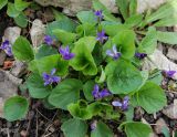 Viola