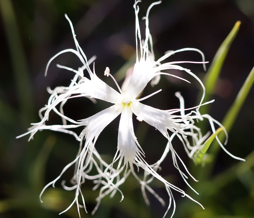 Image of genus Dianthus specimen.