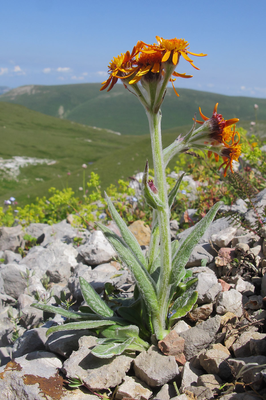 Изображение особи Tephroseris caucasigena.