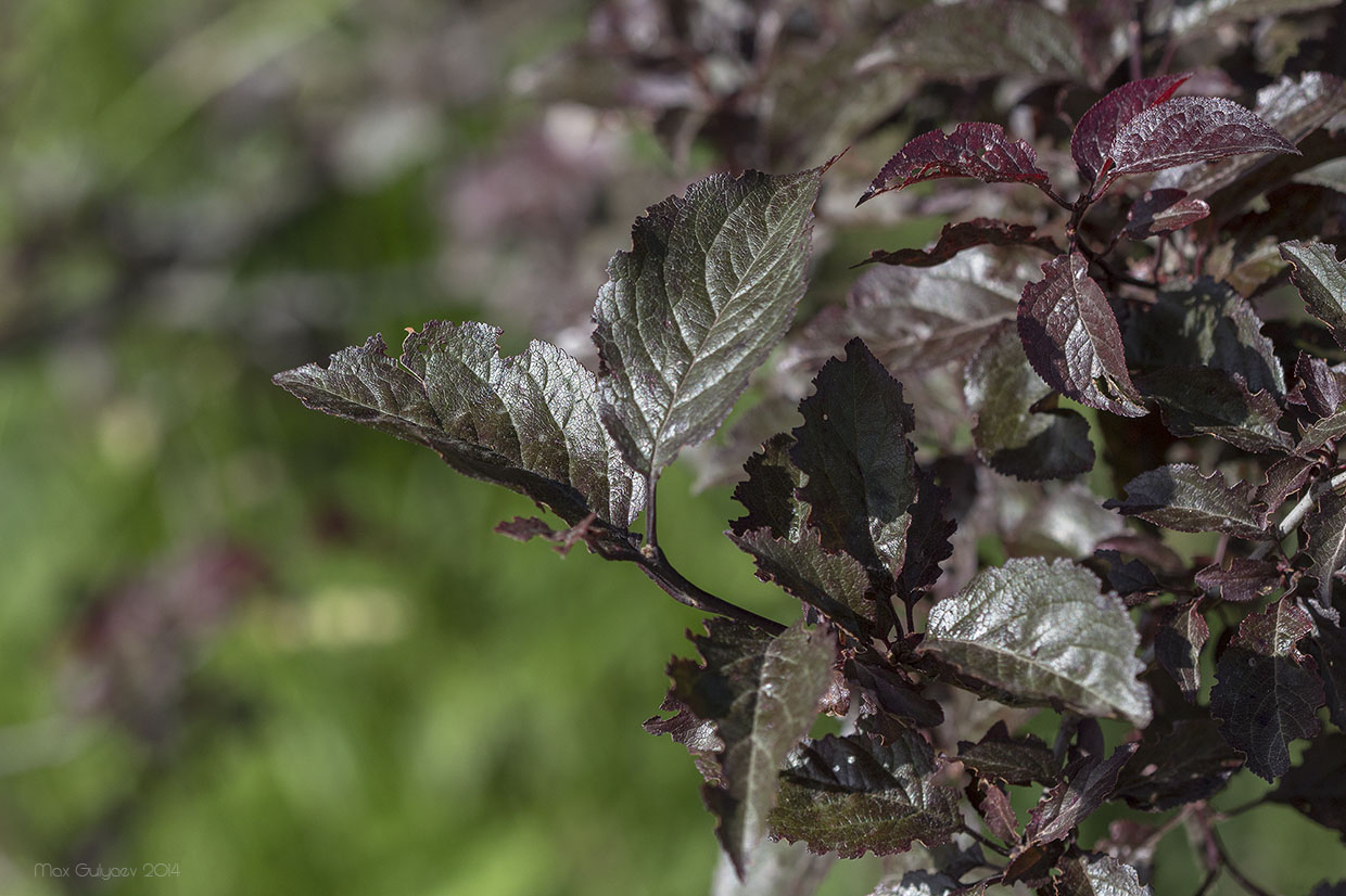 Image of Prunus cerasifera var. pissardii specimen.