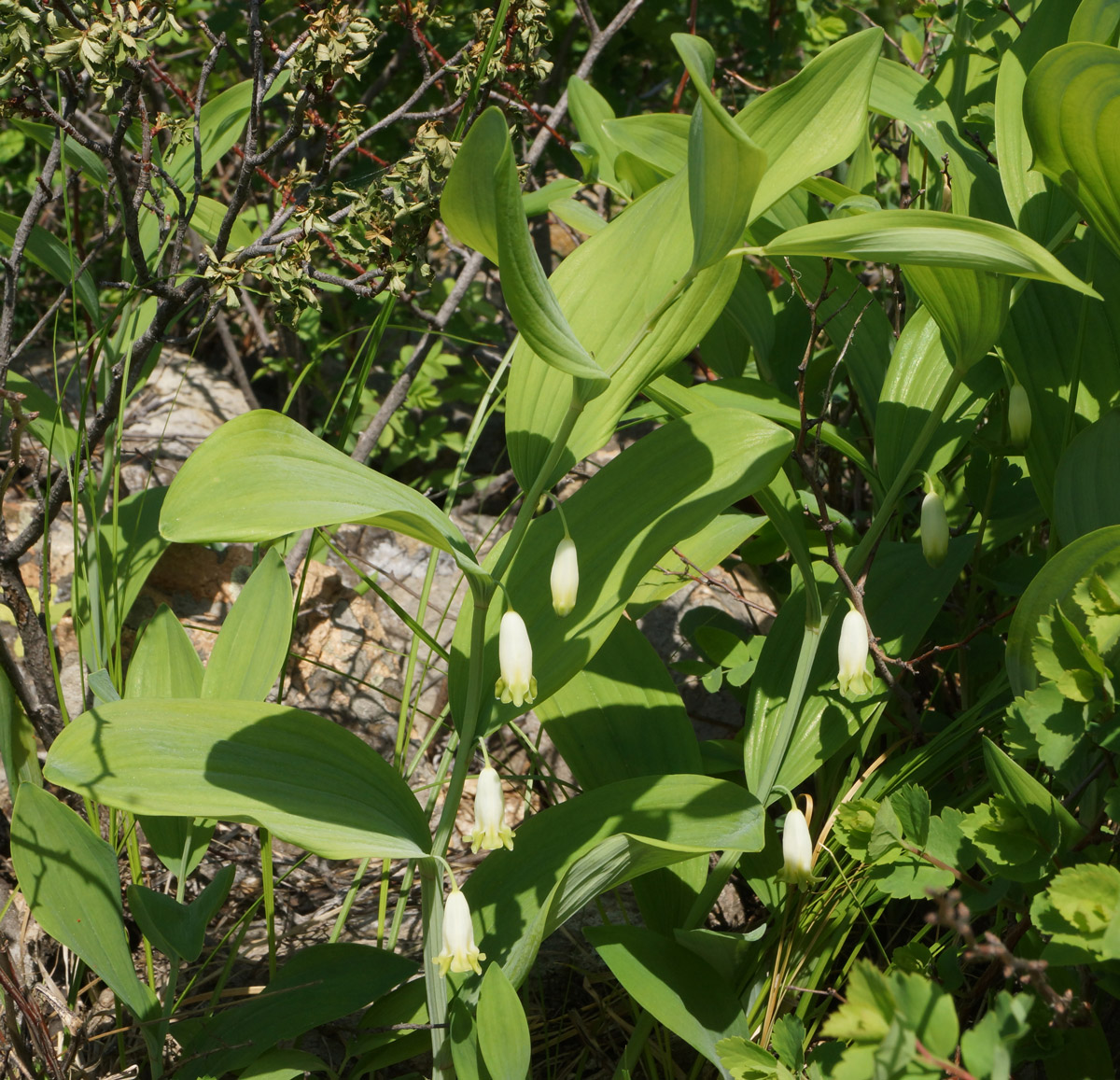 Image of Polygonatum odoratum specimen.