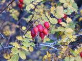 род Rosa. Верхушка веточки с соплодием. Кыргызстан, Нарынская обл., левый берег р. Нарын, долина руч. Бурган-Суу. 27.09.2015.