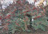 Cotoneaster разновидность serotinus