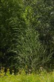 Asparagus officinalis