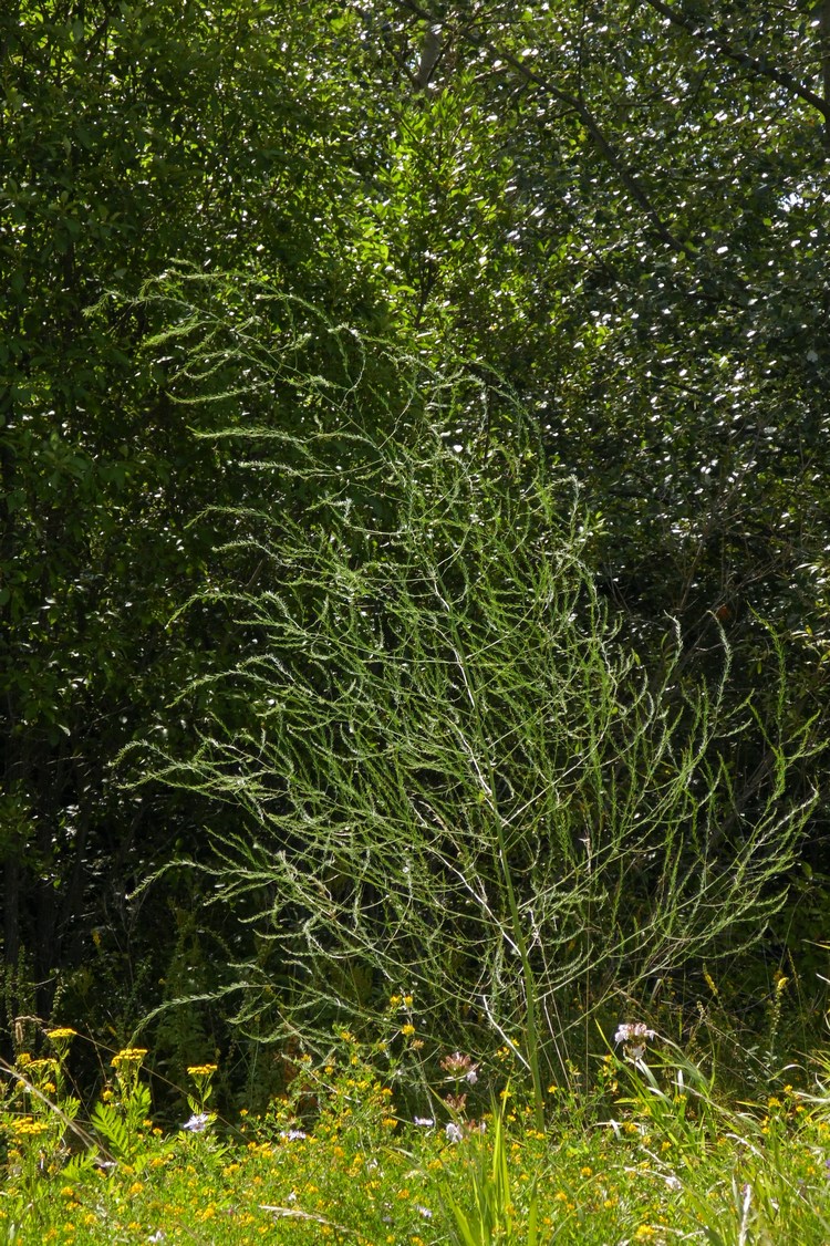 Image of Asparagus officinalis specimen.