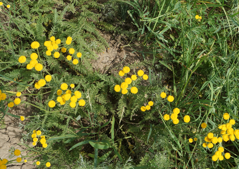 Image of Tanacetum tanacetoides specimen.