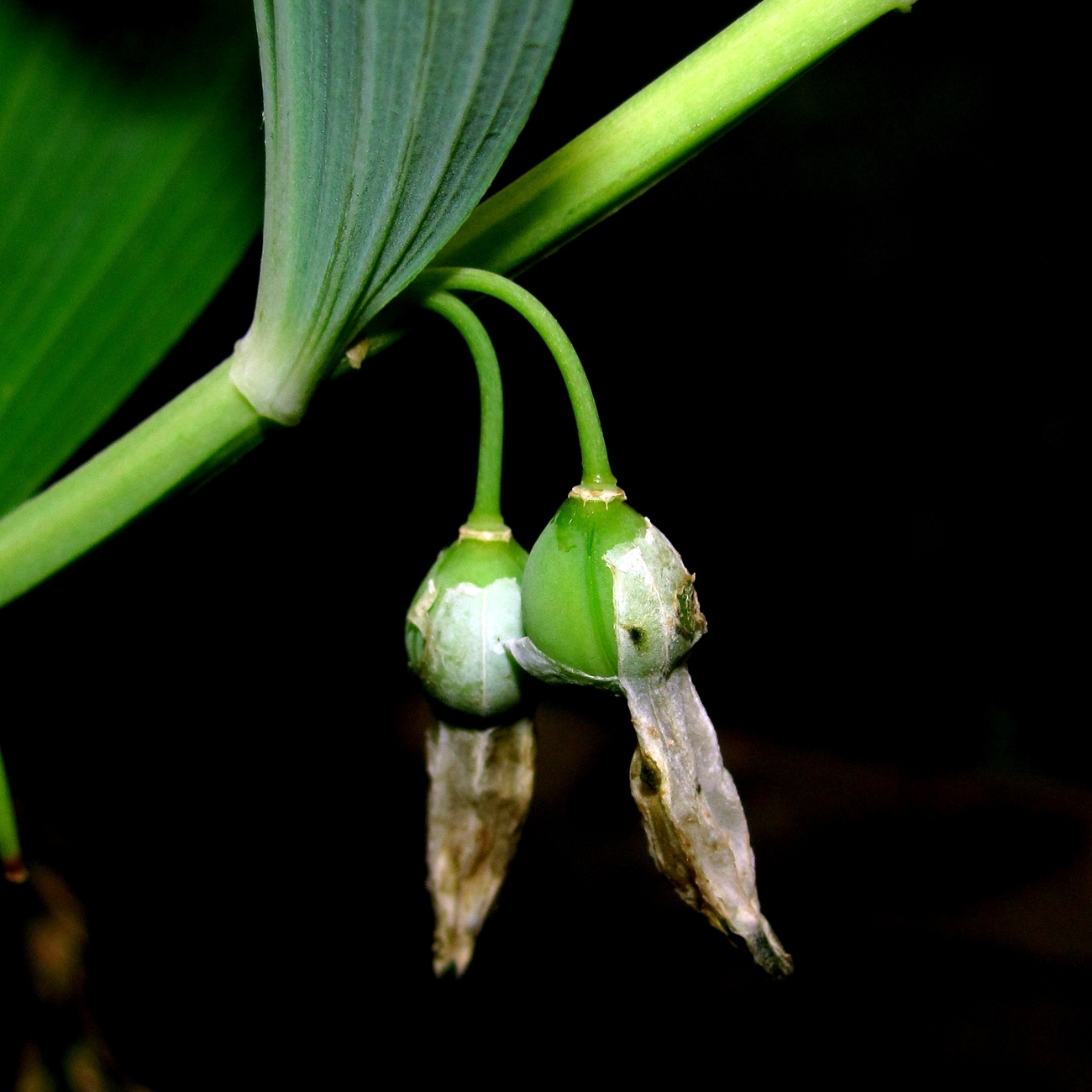 Image of Polygonatum odoratum specimen.