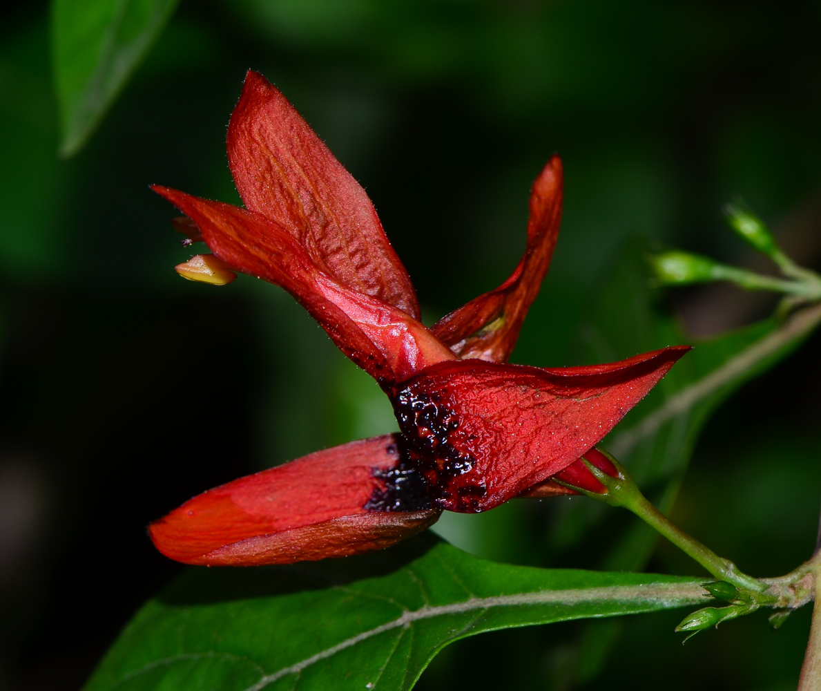 Изображение особи Ruttya fruticosa.