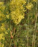 Peucedanum morisonii