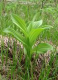 Veratrum lobelianum. Вегетирующее растение. Якутия (Саха), Нерюнгринский р-н, окр. пос. Чульман, берег р. Чульман. 03.06.2012.