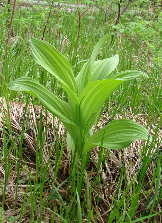 Изображение особи Veratrum lobelianum.