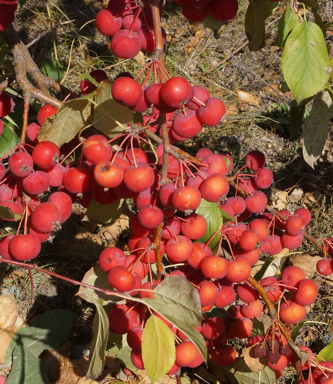 Изображение особи Malus domestica ssp. cerasifera.