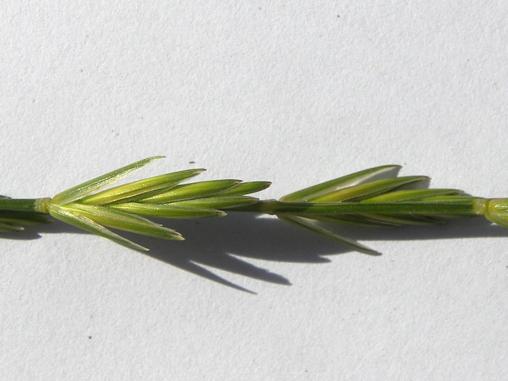 Изображение особи Elytrigia pseudocaesia.