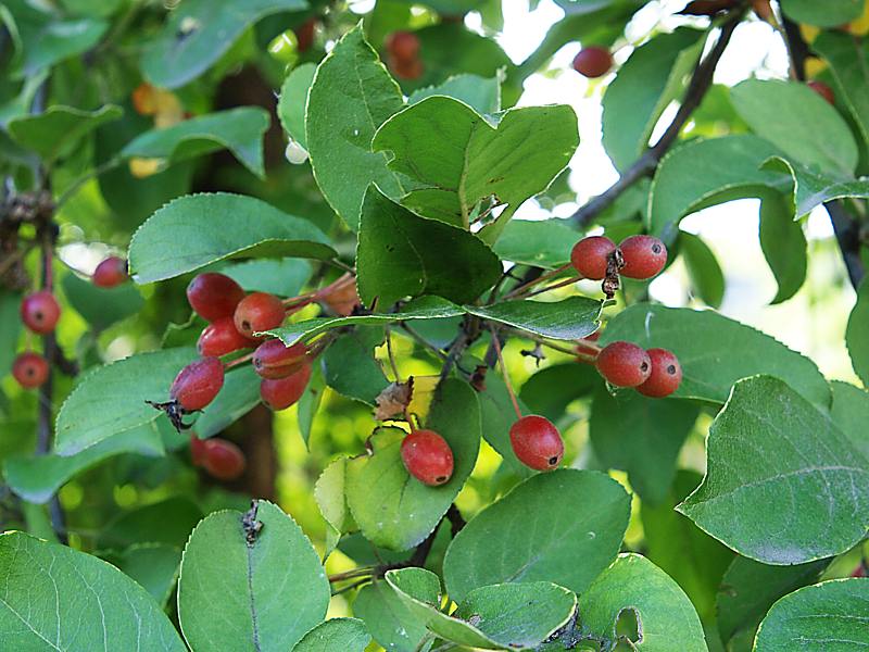 Image of Malus mandshurica specimen.