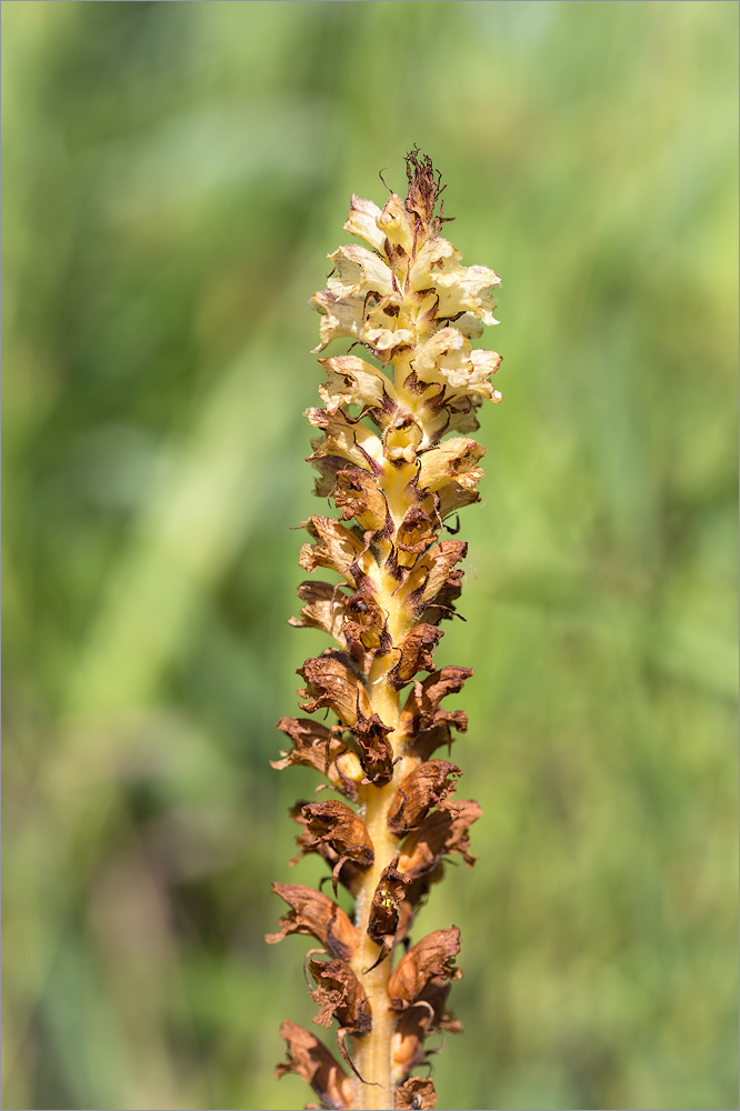 Image of Orobanche pallidiflora specimen.