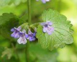 Glechoma hederacea. Соцветие и лист. Ленинградская обл., Кировский р-н, окр. сад. Восход, зеленая зона между Староладожским и Новоладожским каналами. 31.05.2014.