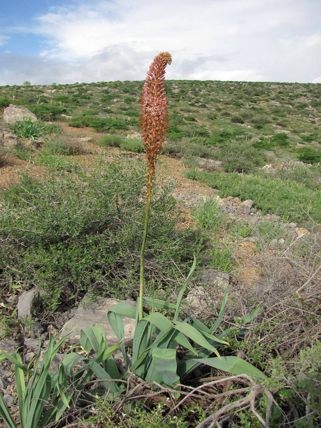 Image of Eremurus regelii specimen.