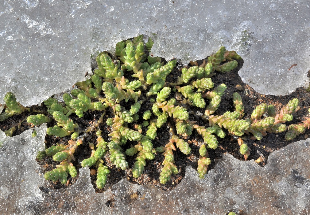 Image of Sedum acre specimen.