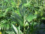 Paeonia anomala. Верхушка листа. Свердловская обл., Североуральский городской округ, окр. пос. Сосьва, бывшая дер. Воскресенка, разнотравный луг на берегу р. Сосьва. 13.06.2015.